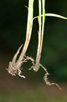 Greater straw sedge